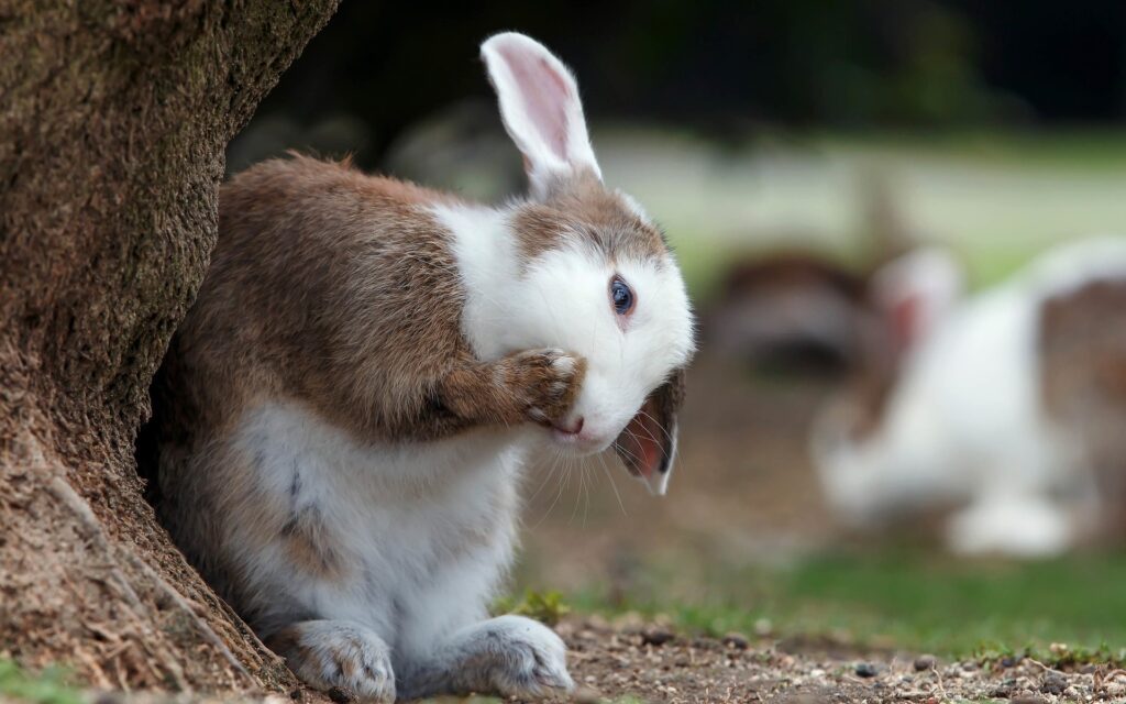 Cuidados de animales exóticos: guía completa para conejos, cuy y más