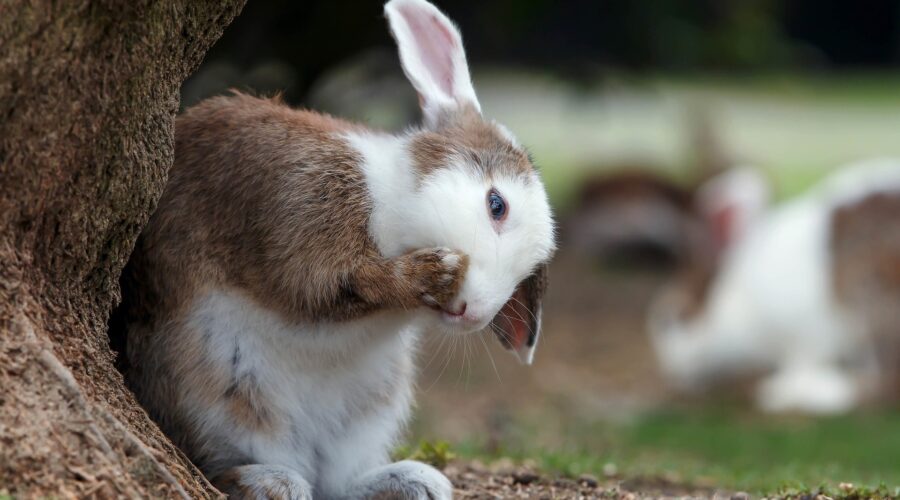 Cuidados de animales exóticos: guía completa para conejos, cuy y más