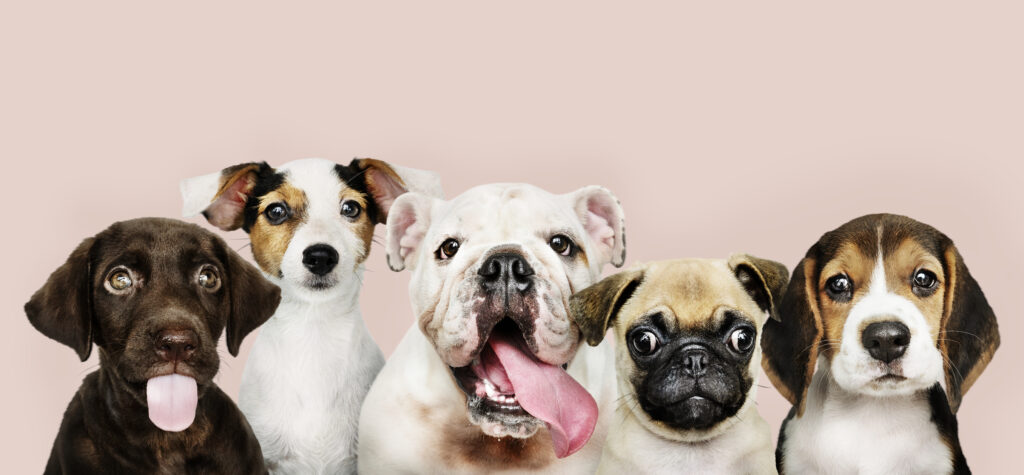 Parques para pasear a tu perro en Santiago de Chile: 7 lugares buenísimos