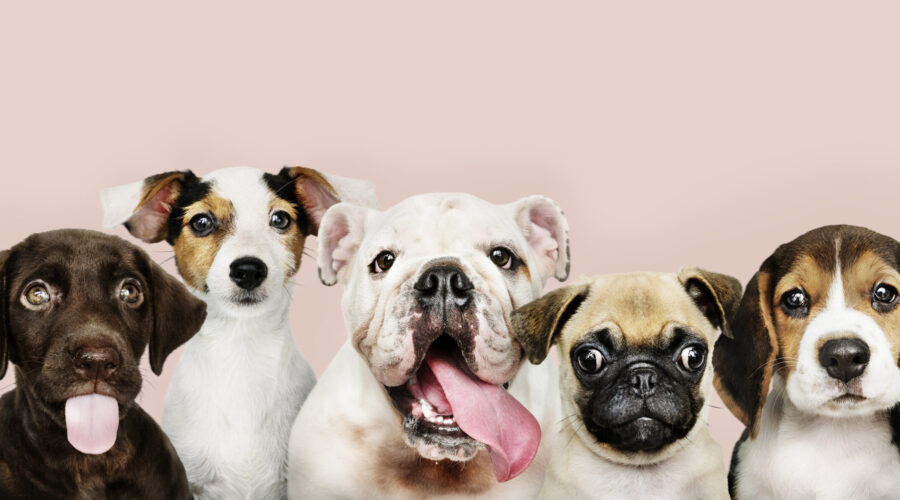 Parques para pasear a tu perro en Santiago de Chile: 7 lugares buenísimos