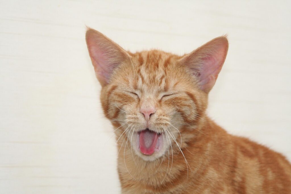Cómo reducir el estrés en perros y gatos: 9 tips práctico