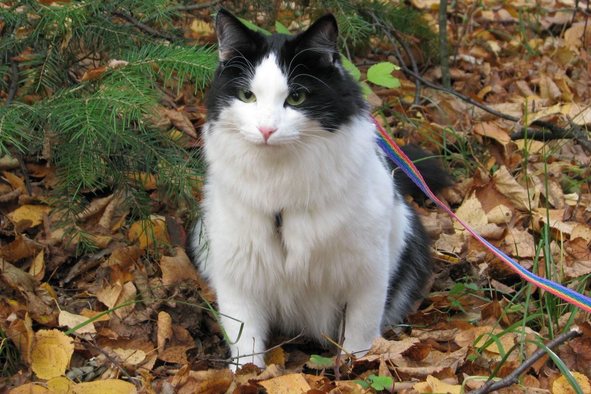 seregei-cat-2756590_1920